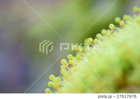 タマゴケ 27917676