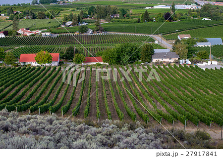 Rows of grape vines and vineyards 27917841
