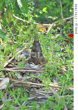 京都のタケノコ 27917896