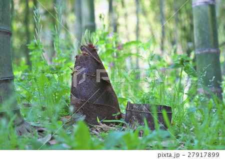 京都のタケノコ 27917899
