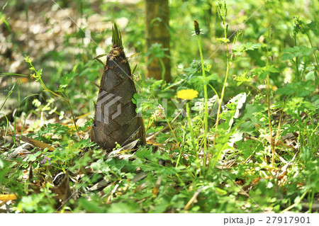 京都のタケノコ 京都のタケノコ 27917901