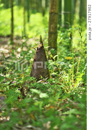 京都のタケノコ 27917902