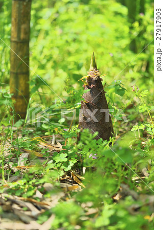京都のタケノコ 京都のタケノコ 27917903