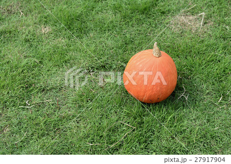 pumpkin on the green grass  27917904