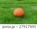 pumpkin on the green gras 27917905
