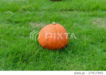pumpkin on the green gras 27917905