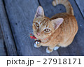 cute cat looking up 27918171
