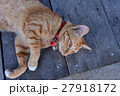 lazy cat lay down on the floor 27918172