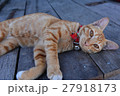 lazy cat lay down on the floor 27918173