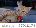 lazy cat lay down on the floor 27918174