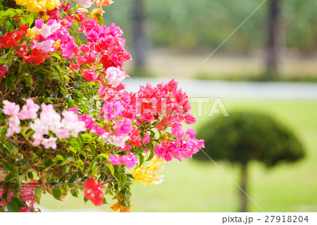 colorful bougainvillea flower colorful bougainvillea flower 27918204