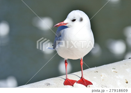 ユリカモメ ユリカモメ 27918609