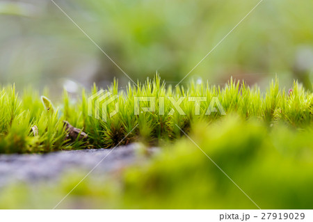 green mos on the tree green mos on the tree 27919029