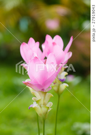Beautiful soft pink white flower ( Zingiberaceae ) 27919043