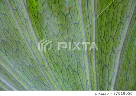 Crown Staghorn on tree in garden 27919056