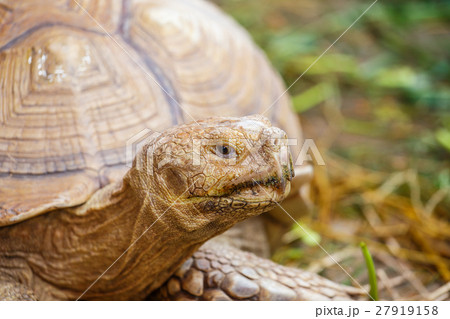 giant turtles close up 27919158