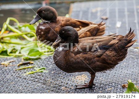 Closeup duck portrait 27919174