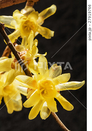 蠟梅　ロウバイ　春の花 Chimonanthus praecox 27919766