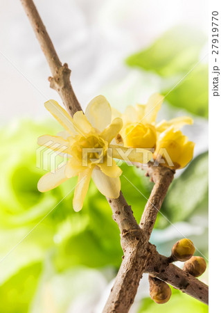蠟梅　ロウバイ　春の花 Chimonanthus praecox 27919770