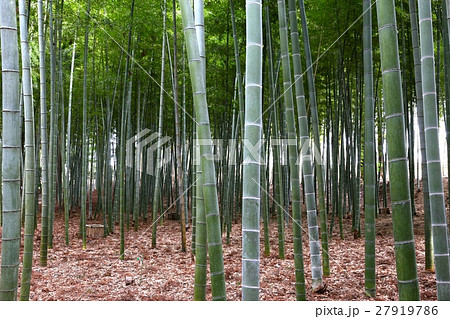 偕楽園の竹林 偕楽園の竹林 27919786