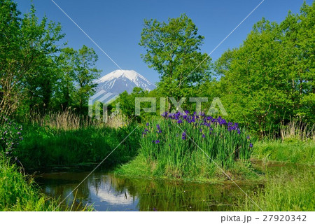 山梨県忍野村の新緑とアヤメと富士山 27920342
