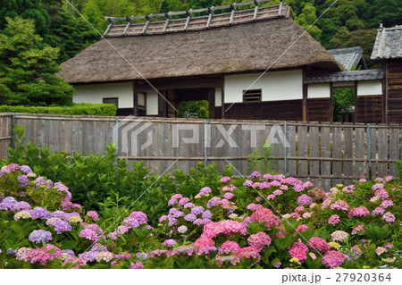 静岡県牧之原市大鐘家の紫陽花 27920364