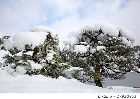 大雪に耐える松の木 27920853
