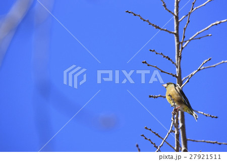 カワラヒワ 27921511