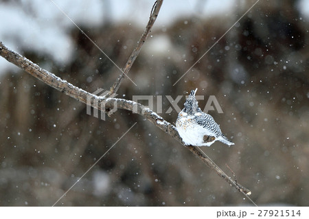 冬のヤマセミ 27921514