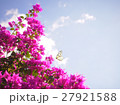 ブーゲンビリア 27921588