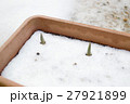 雪から顔をだすチューリップ 27921899