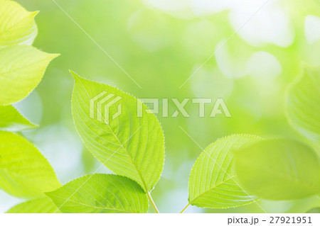 新緑　若葉　木漏れ日 27921951