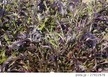 ミズナ　紫色 27922676