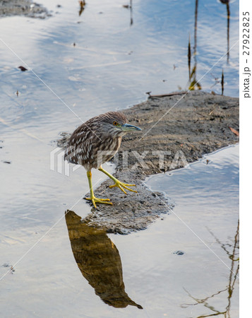 ゴイサギの幼鳥 ゴイサギの幼鳥 27922825