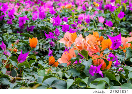 ブーゲンビレアの花園 27922854