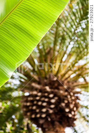バナナの葉とフェニックス 27923021
