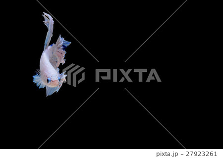 Siamese fighting fish background 27923261