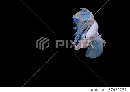 Siamese fighting fish background 27923271