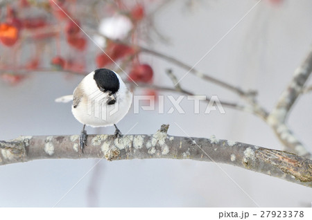 ハシブトガラ 27923378