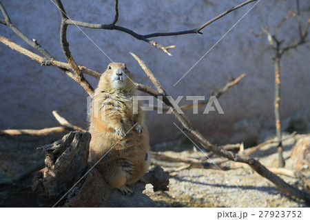 徳山動物園　るんちゃ♪るんちゃ　オグロプレーリードッグ 27923752