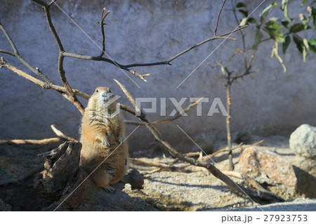 徳山動物園　るんちゃ♪るんちゃ　オグロプレーリードッグ 27923753