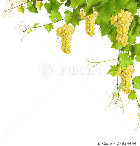 Collage of vine leaves and yellow grapes 27924444