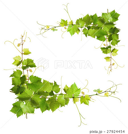Bunch of green vine leaves and grapes vine 27924454