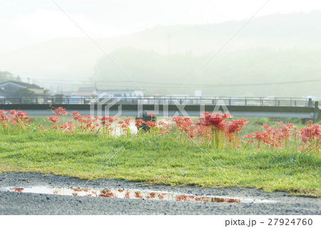 熊本地震で被災した熊本県益城町ふるさと彼岸花まつり雨上がりの水たまりに彼岸花が映りこみ美しい綺麗 熊本地震で被災した熊本県益城町ふるさと彼岸花まつり雨上がりの水たまりに彼岸花が映りこみ美しい綺麗 27924760