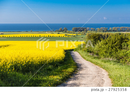 View to the Baltic Sea with canola field View to the Baltic Sea with canola field 27925358