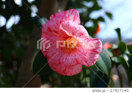 椿　唐錦 27927140