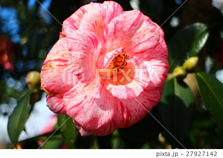 椿　唐錦 27927142