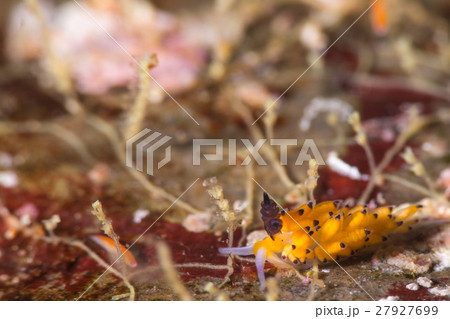 ツルガチゴミノウミウシ 27927699