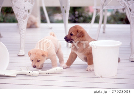 かわいい仔犬 かわいい仔犬 27928033