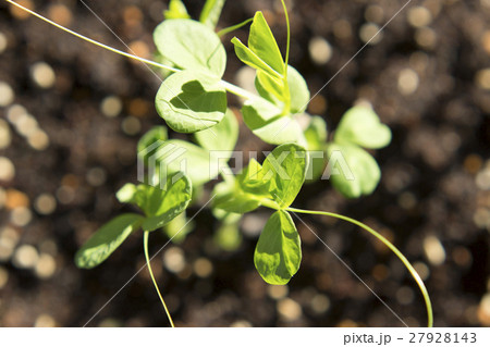 サヤエンドウの芽と葉 27928143